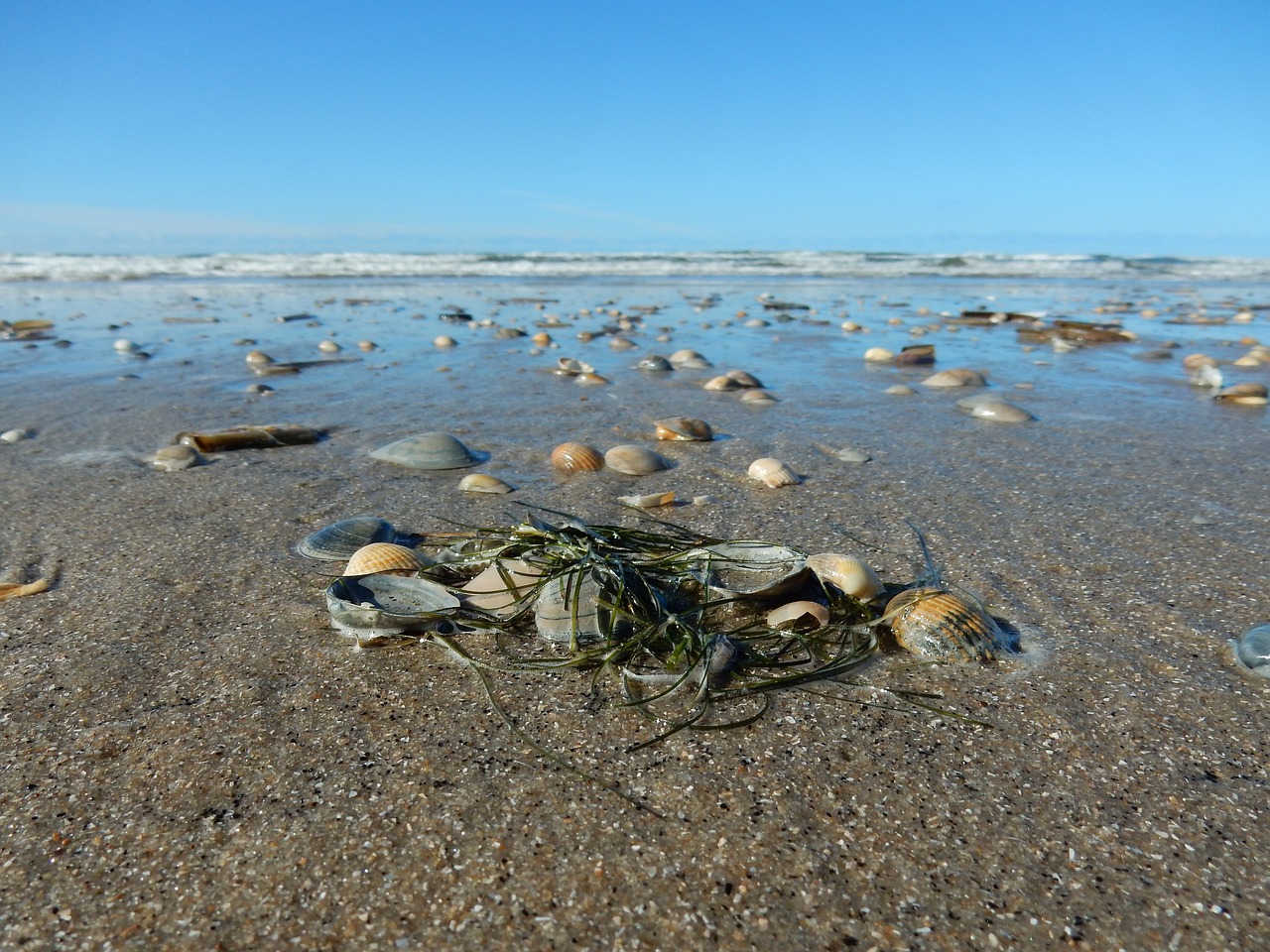 Can Seaweed Help to Offset Carbon Emissions?